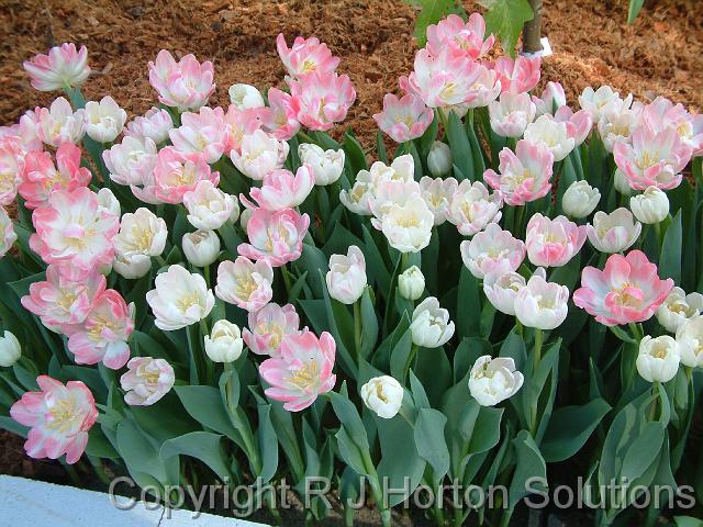 Tulips pink and white